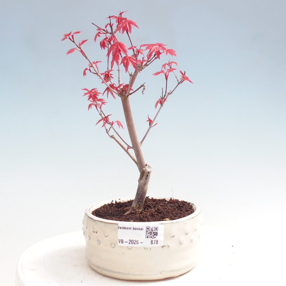 Venkovní bonsai - Javor dlanitolistý - Acer palmatum DESHOJO