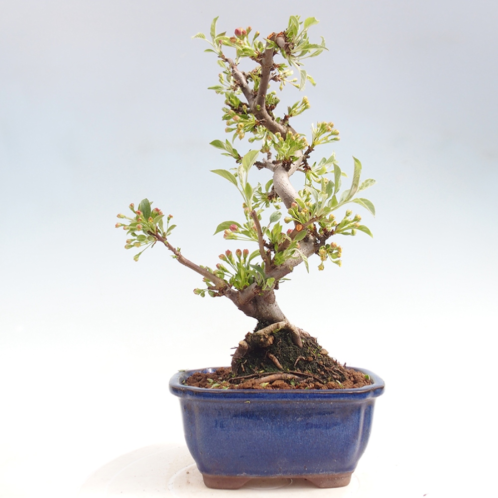 Venkovní bonsai - Malus sargentii -  Maloplodá jabloň