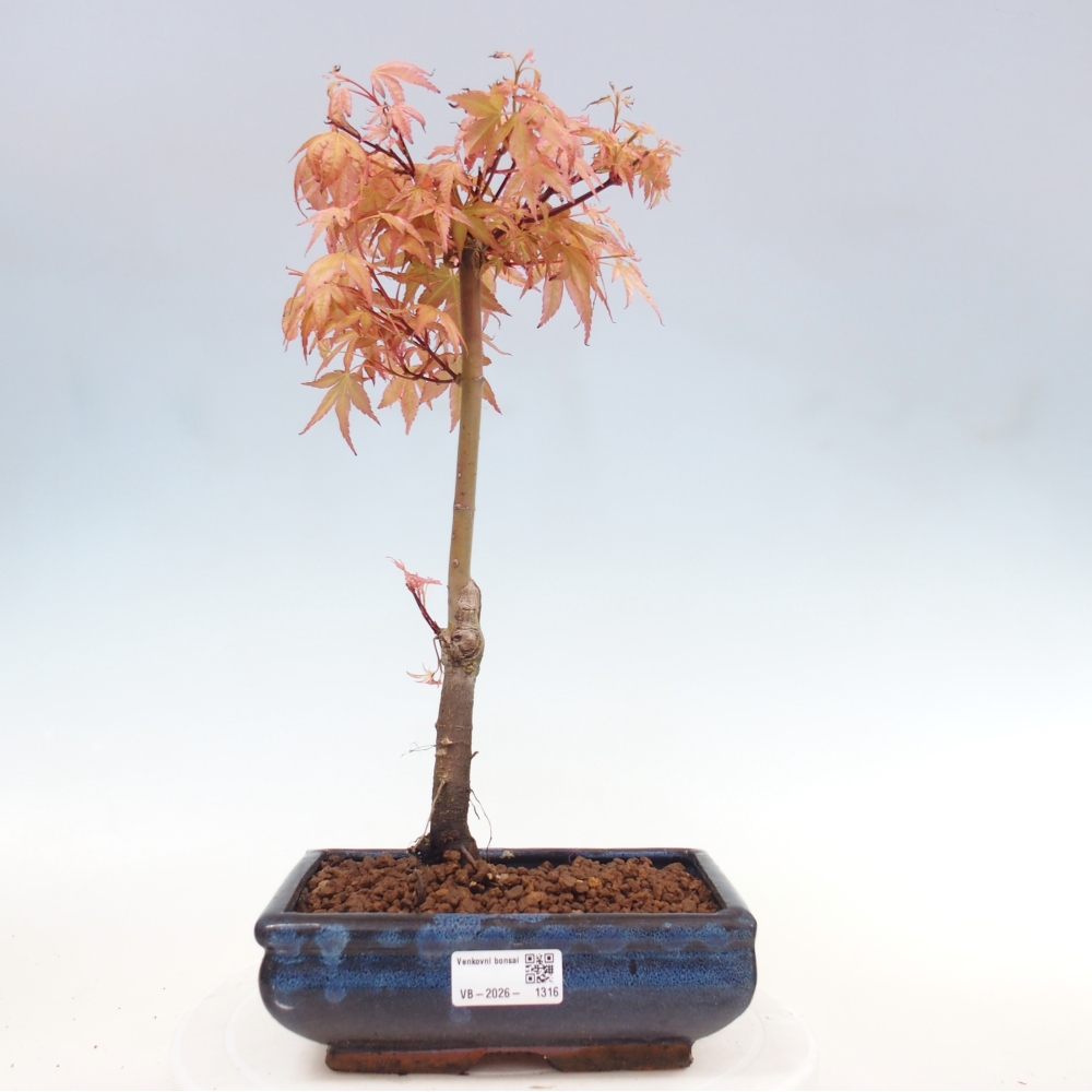 Javor dlanitolistý - Acer palmatum Beni Tsukasa