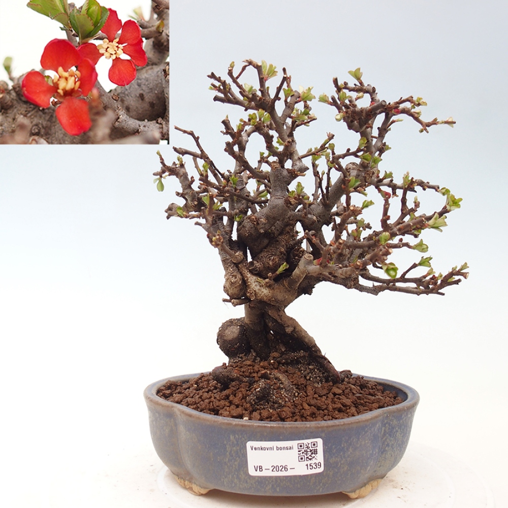 Venkovní  bonsai -  Chaneomeles speciosa - Kdoulovec ozdobný