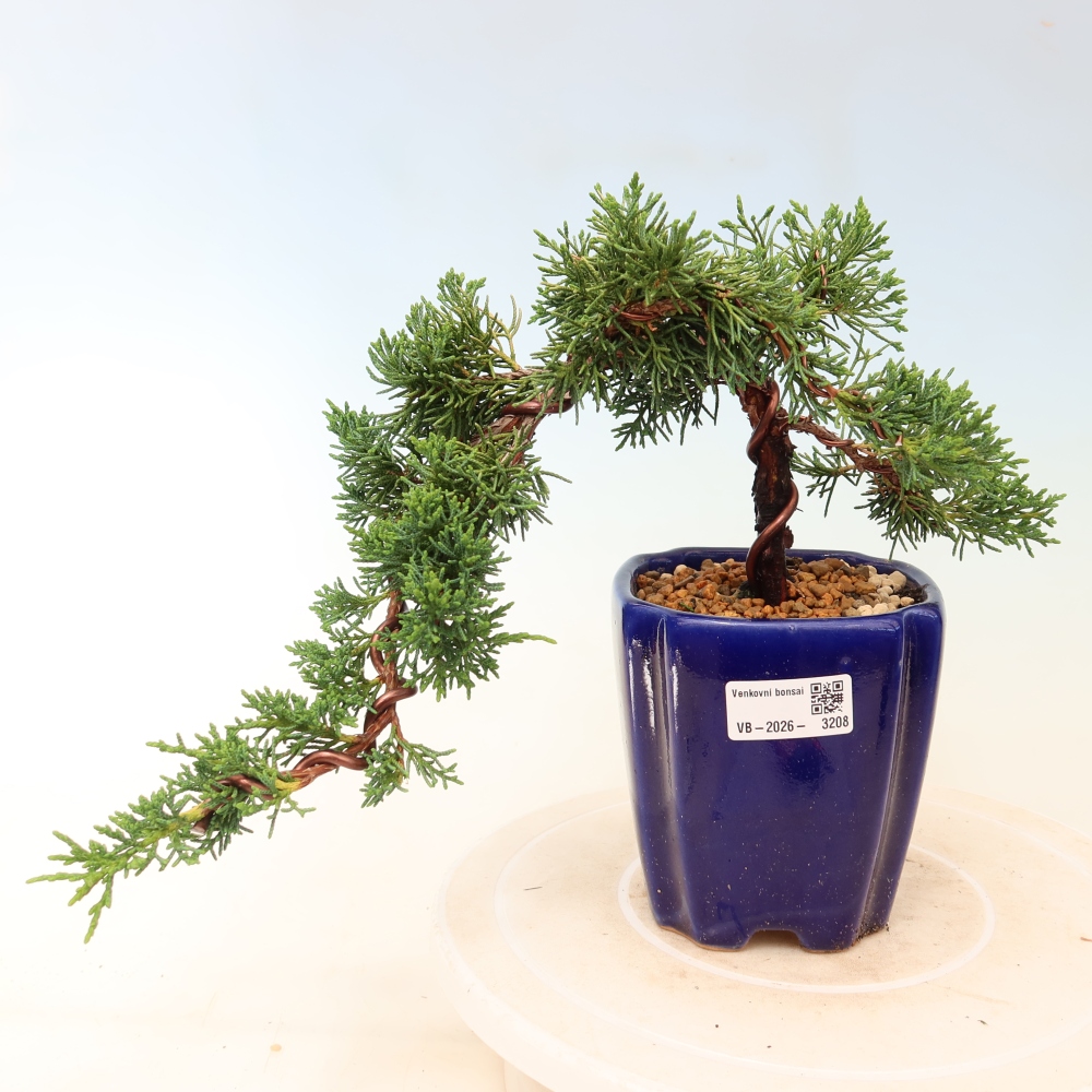 Venkovní bonsai - Juniperus chinensis Kishu -Jalovec čínský