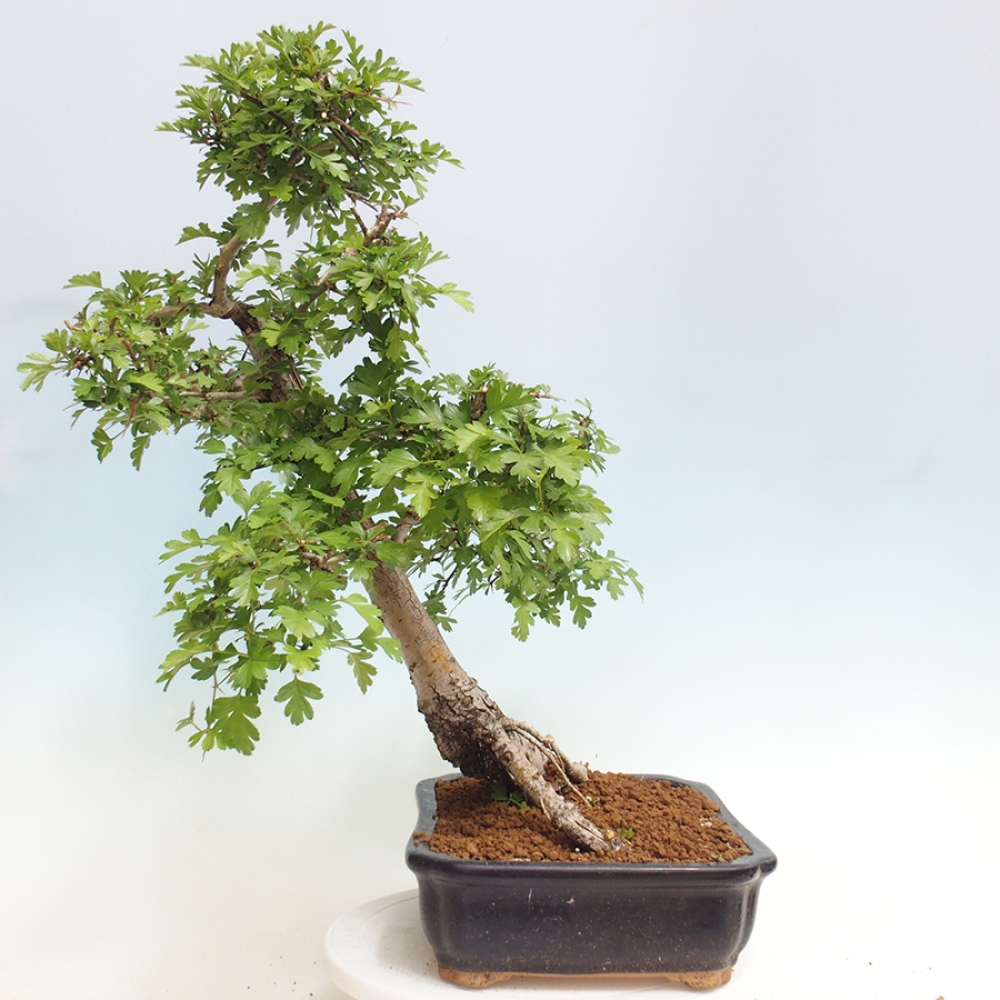 Venkovní bonsai - Hloh - Crataegus monogyna