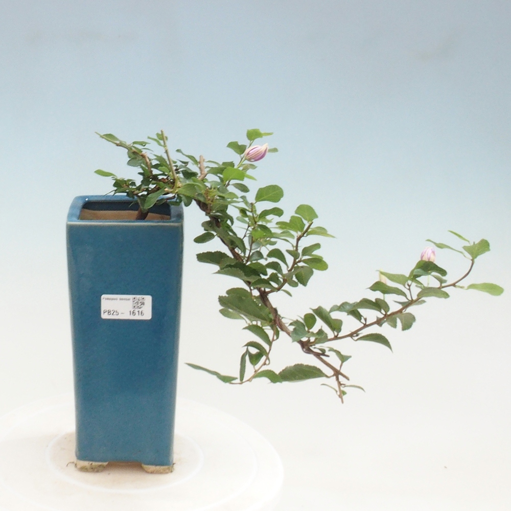 Pokojová bonsai - Grewia occidentalis - Hvězdice levandulová