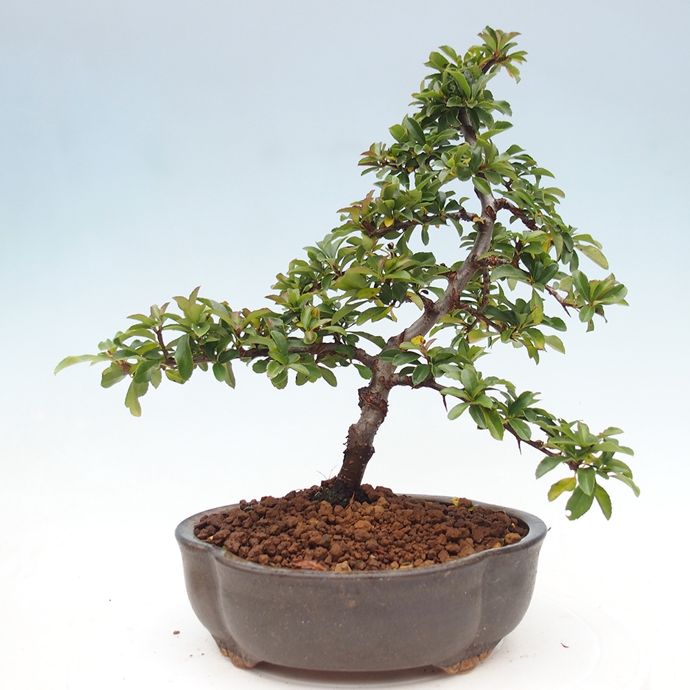 Venkovní bonsai-Pyracanta Teton -Hlohyně