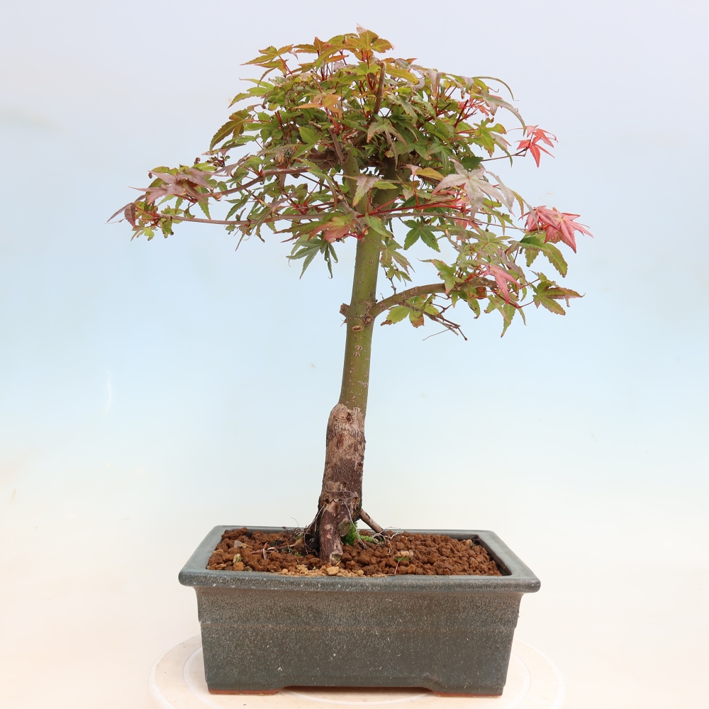Venkovní bonsai - Javor dlanitolistý - Acer palmatum DESHOJO
