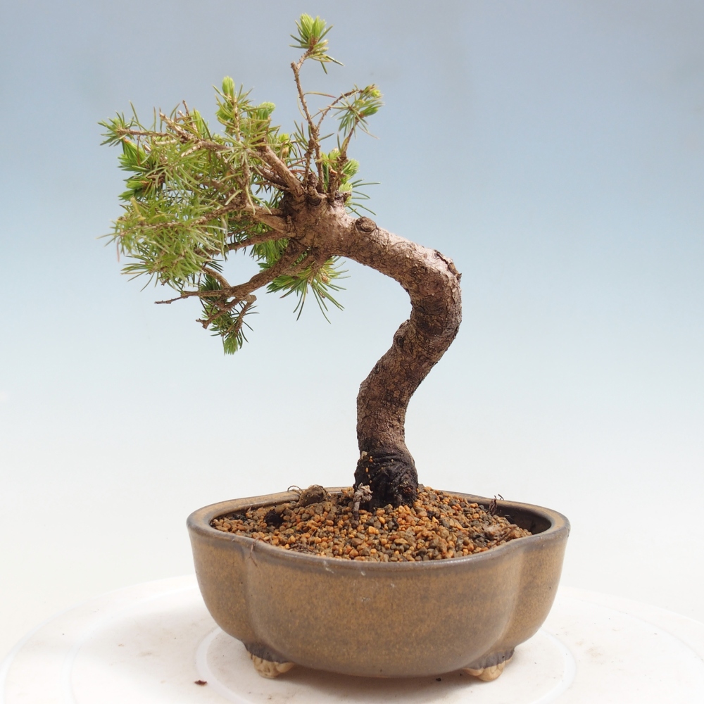 Venkovní bonsai- Smrk kulovitý - Picea glauca globe