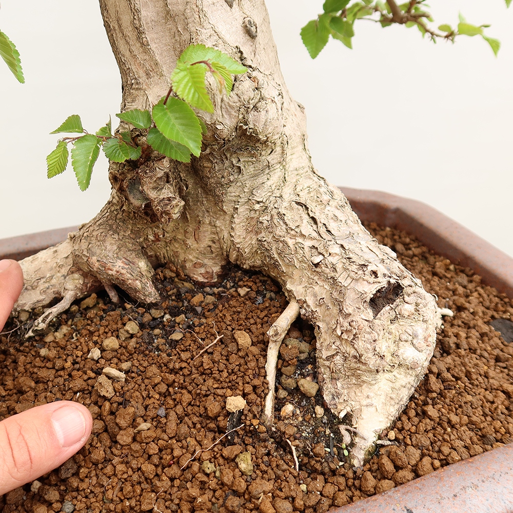 Venkovní bonsai -Carpinus Coreana - Habr korejský