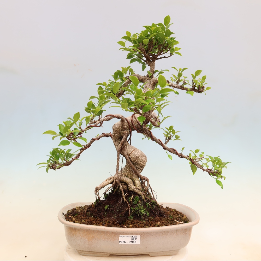 Pokojová bonsai - Ficus kimmen -  malolistý fíkus