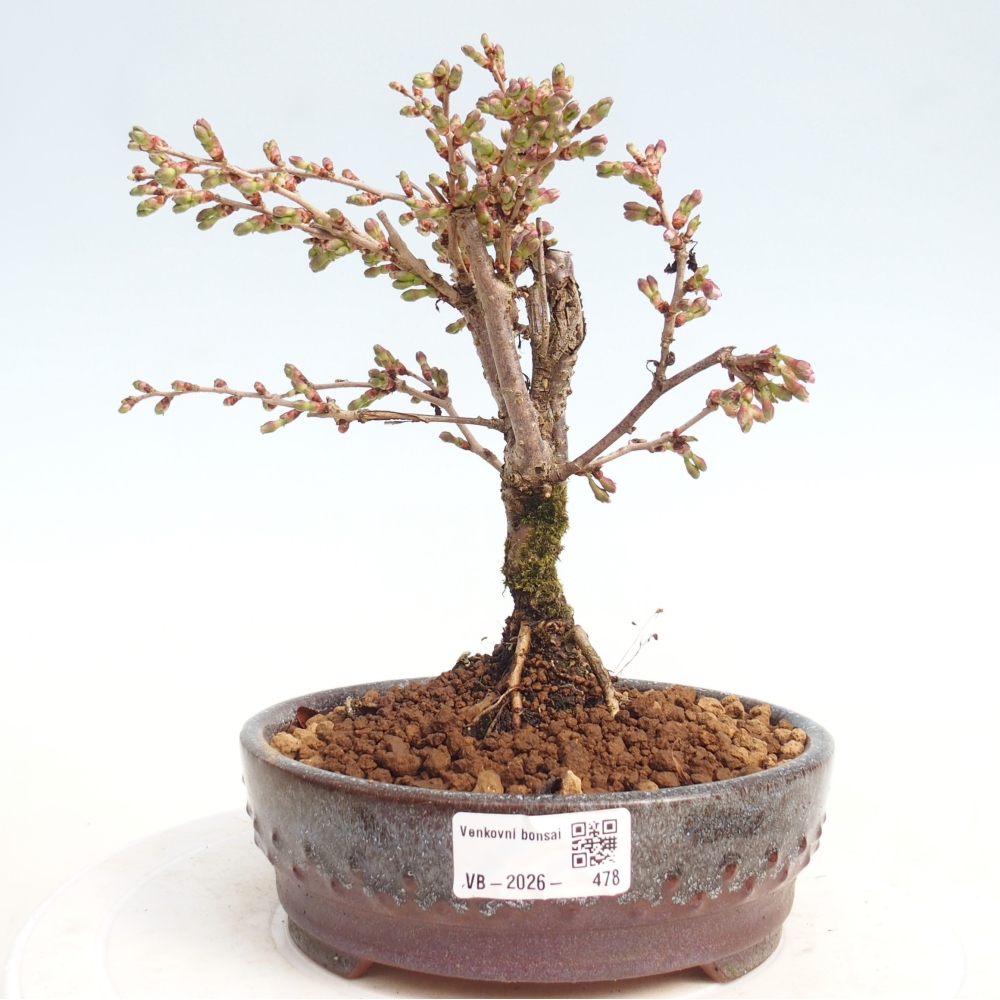 Venkovní bonsai - Prunus incisa Kojou-no mai-Slivoň vyříznutá