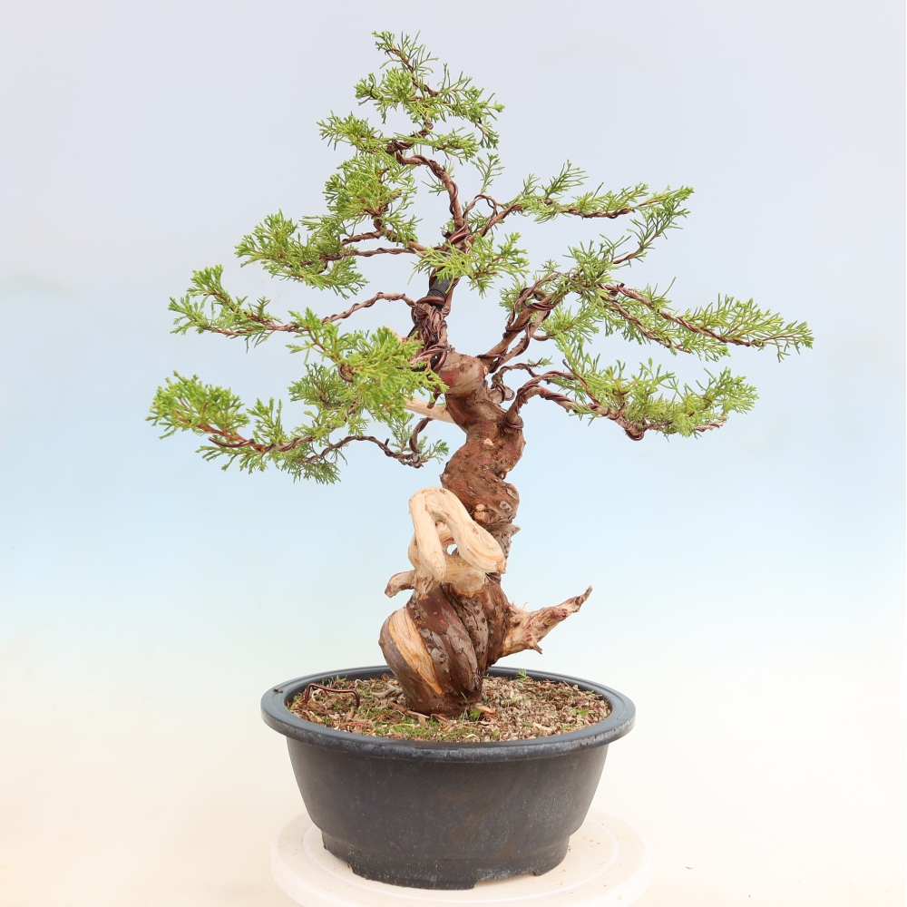 Venkovní bonsai - Juniperus chinensis Itoigawa-Jalovec čínský