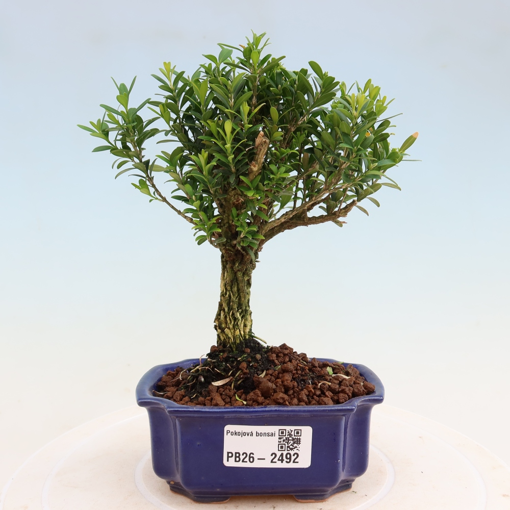 Pokojová bonsai - Buxus harlandii -korkový buxus