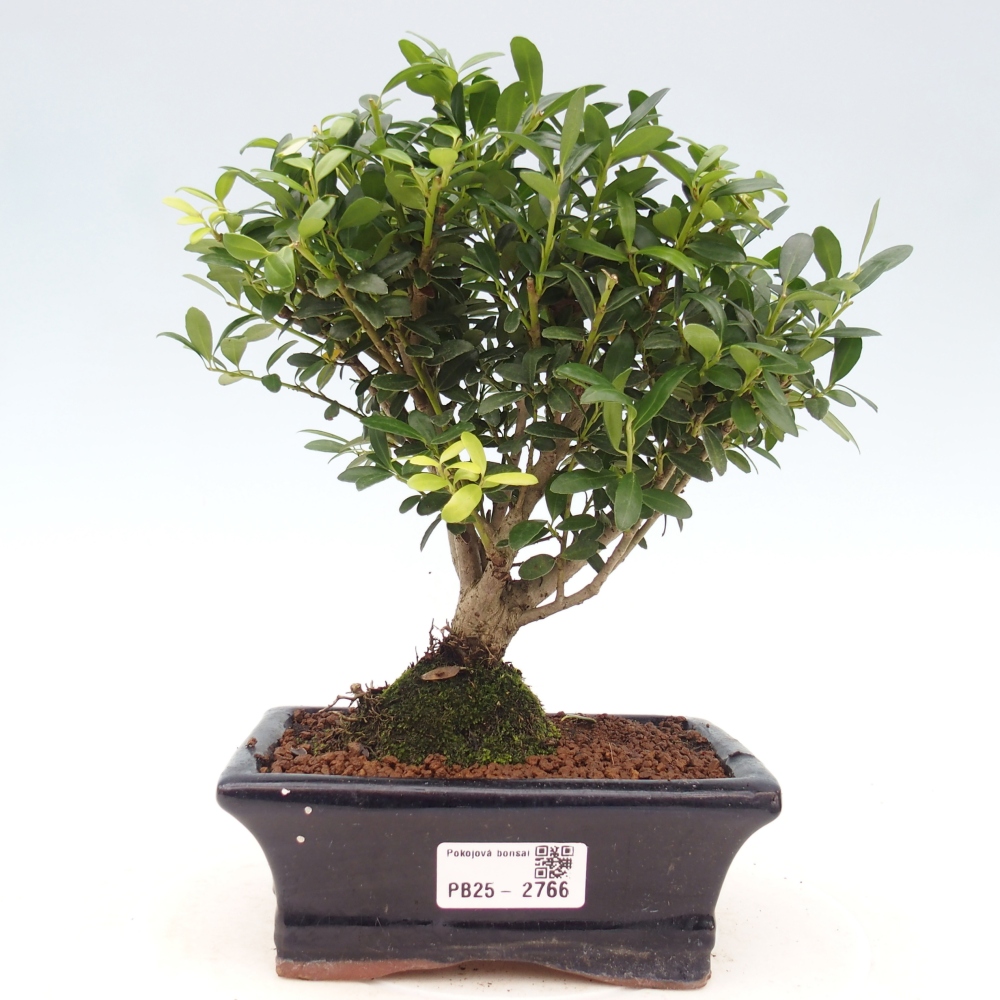 Pokojová bonsai - Ilex crenata - Cesmína