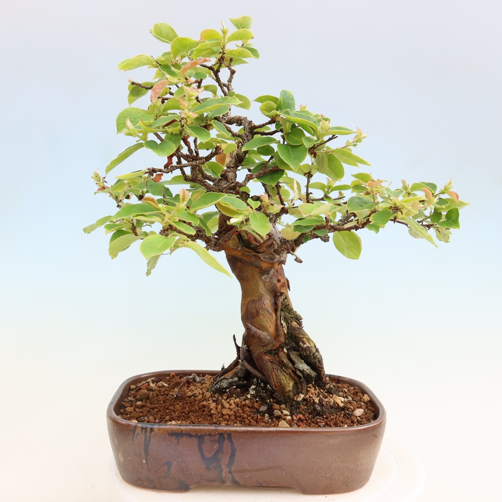 Venkovní  bonsai -  Pseudocydonia sinensis - Kdouloň čínská