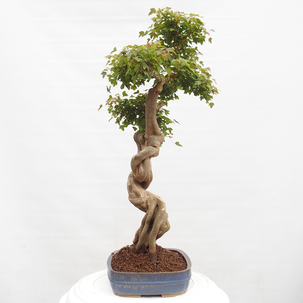 Venkovní bonsai - Acer Buergerianum - Javor Burgerův