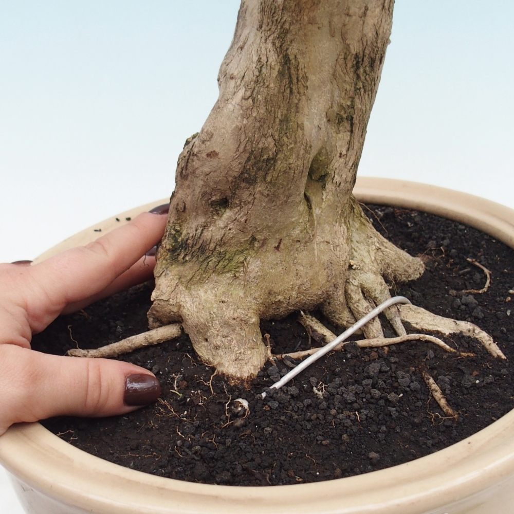 Pokojová bonsai - Duranta erecta Aurea