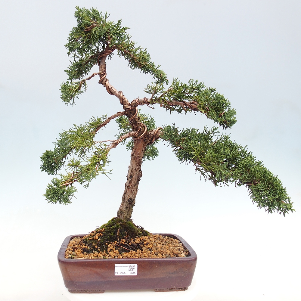 Venkovní bonsai - Juniperus chinensis Kishu -Jalovec čínský