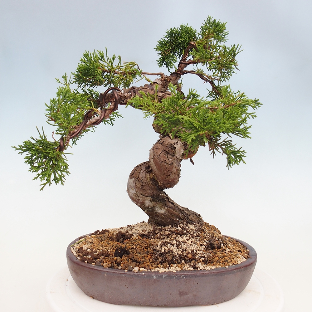 Venkovní bonsai - Juniperus chinensis Itoigawa -Jalovec čínský