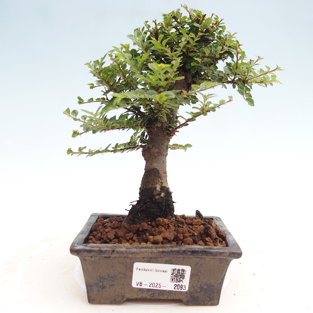 Venkovní bonsai - Ulmus parvifolia Hokkaido - jilm Činski