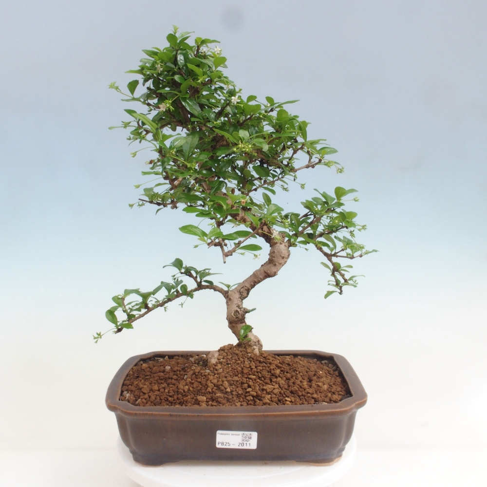 Pokojová bonsai - Carmona macrophylla - Čaj fuki