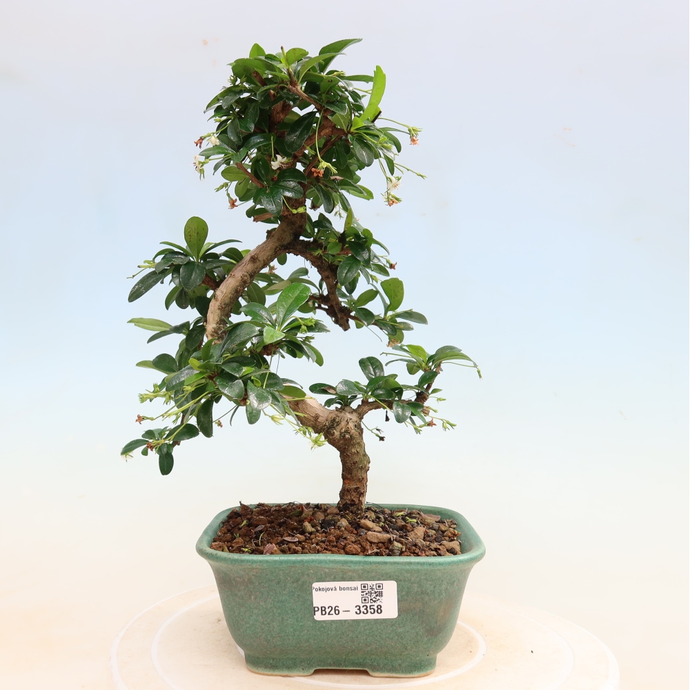Pokojová bonsai - Carmona macrophylla - Čaj fuki