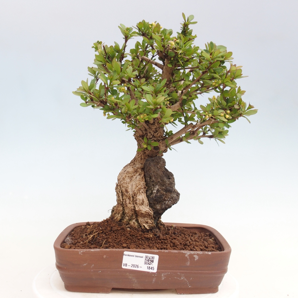 Venkovní bonsai - Berberis coreana - Dřištál korejský