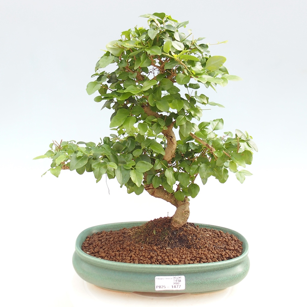 Pokojová bonsai -Ligustrum chinensis - Ptačí zob