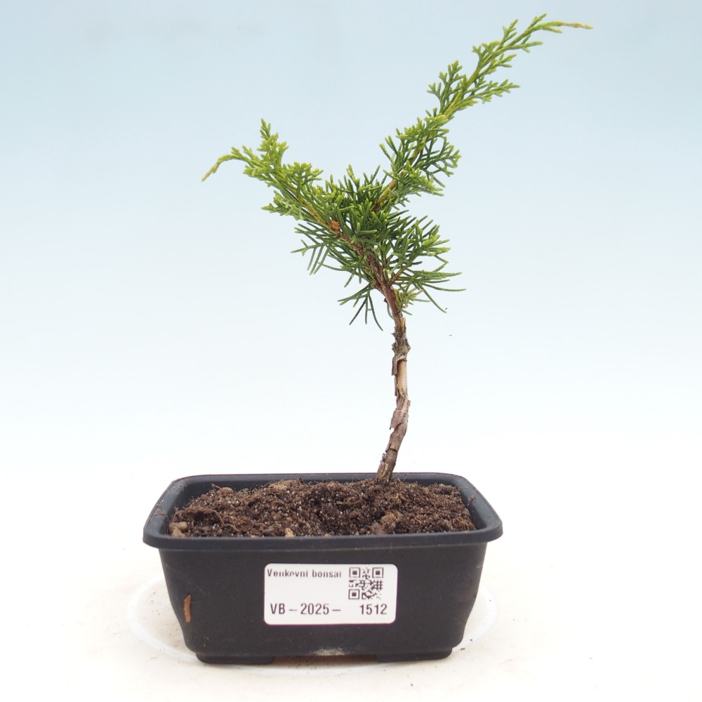 Venkovní bonsai - Juniperus chinensis Itoigawa -Jalovec čínský