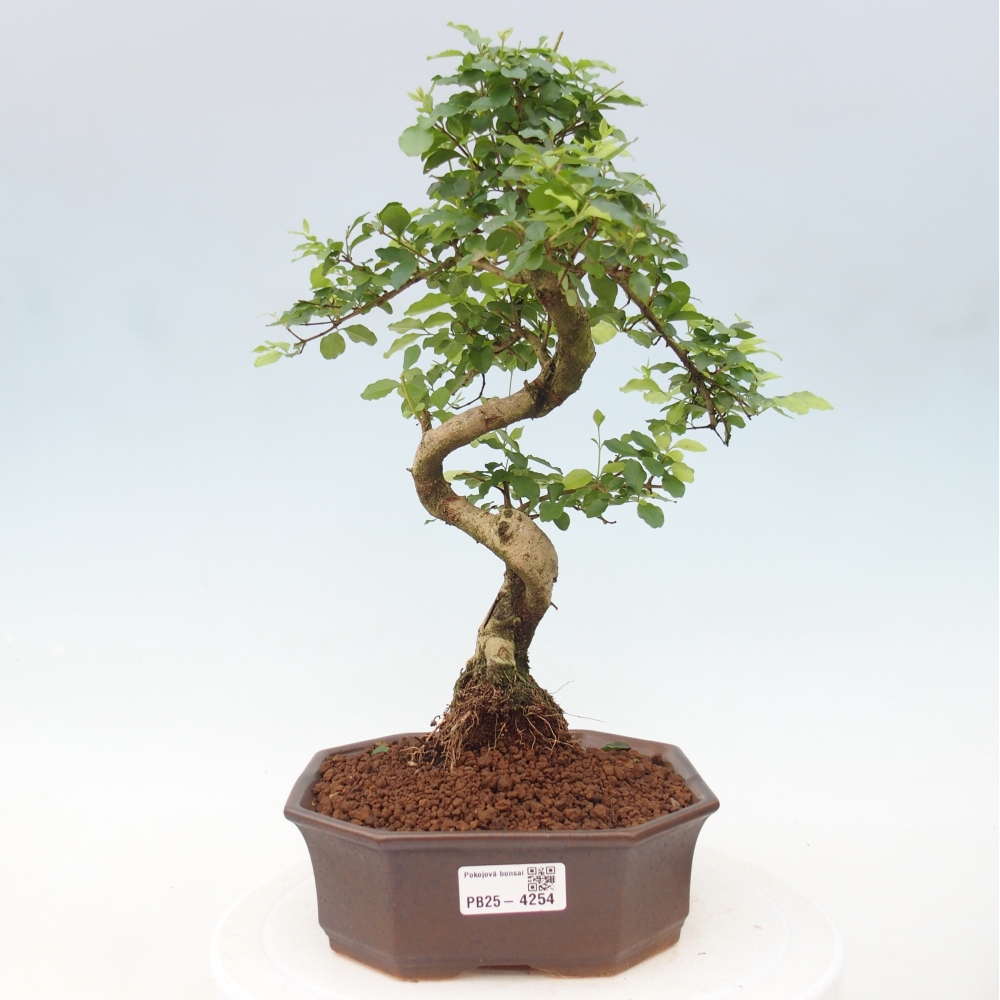 Pokojová bonsai -Ligustrum chinensis - Ptačí zob