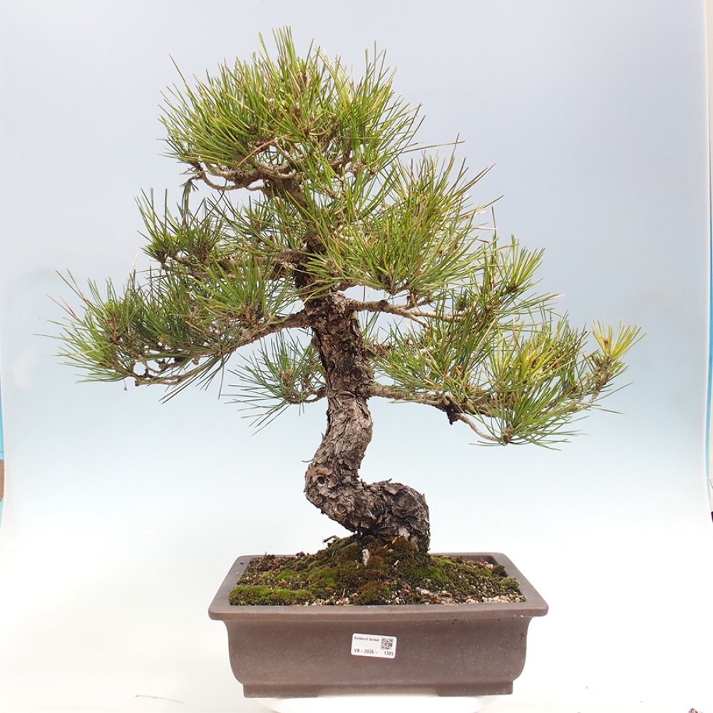 Venkovní bonsai - Pinus thunbergii - Borovice thunbergova