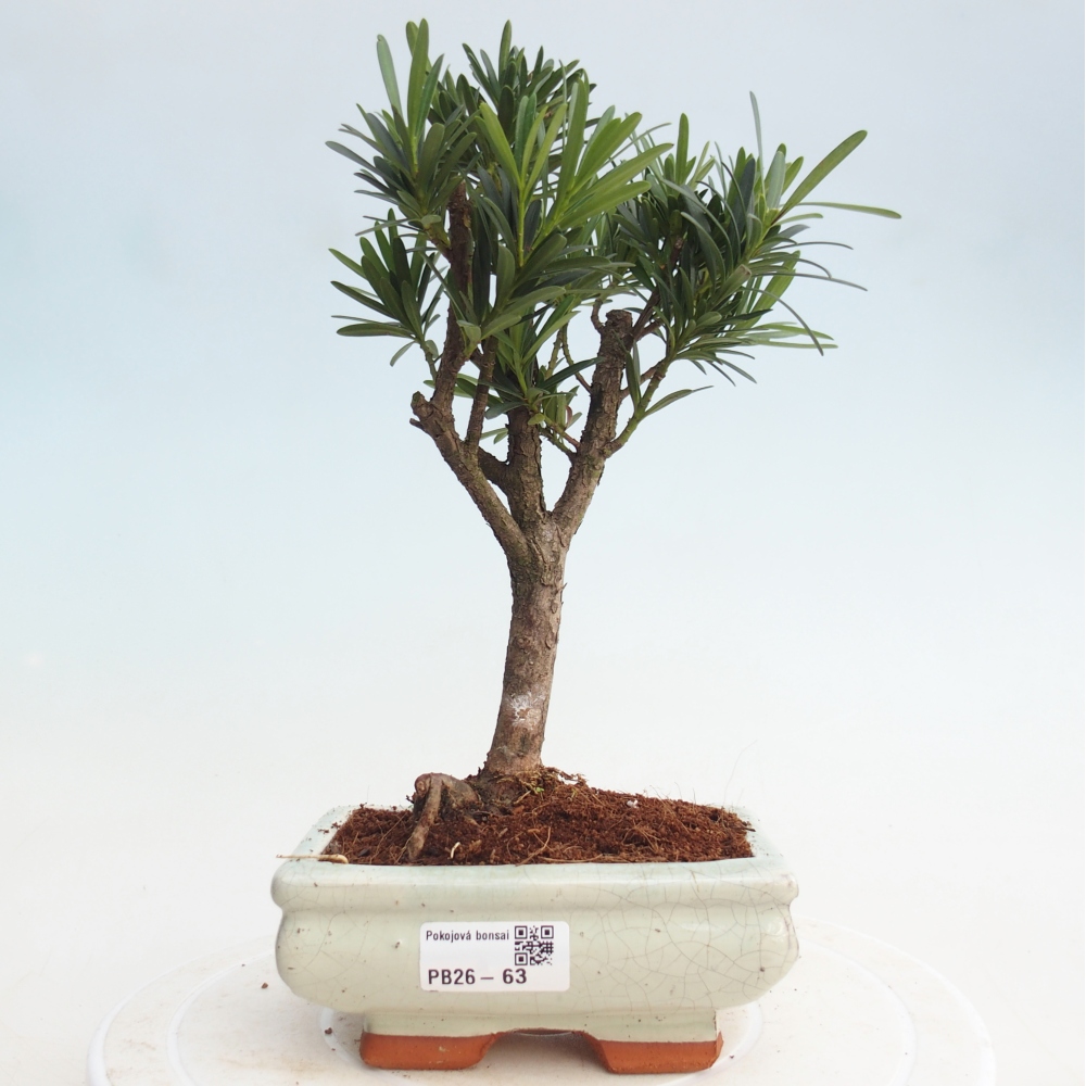 Pokojová bonsai - Podocarpus - Kamenný tis