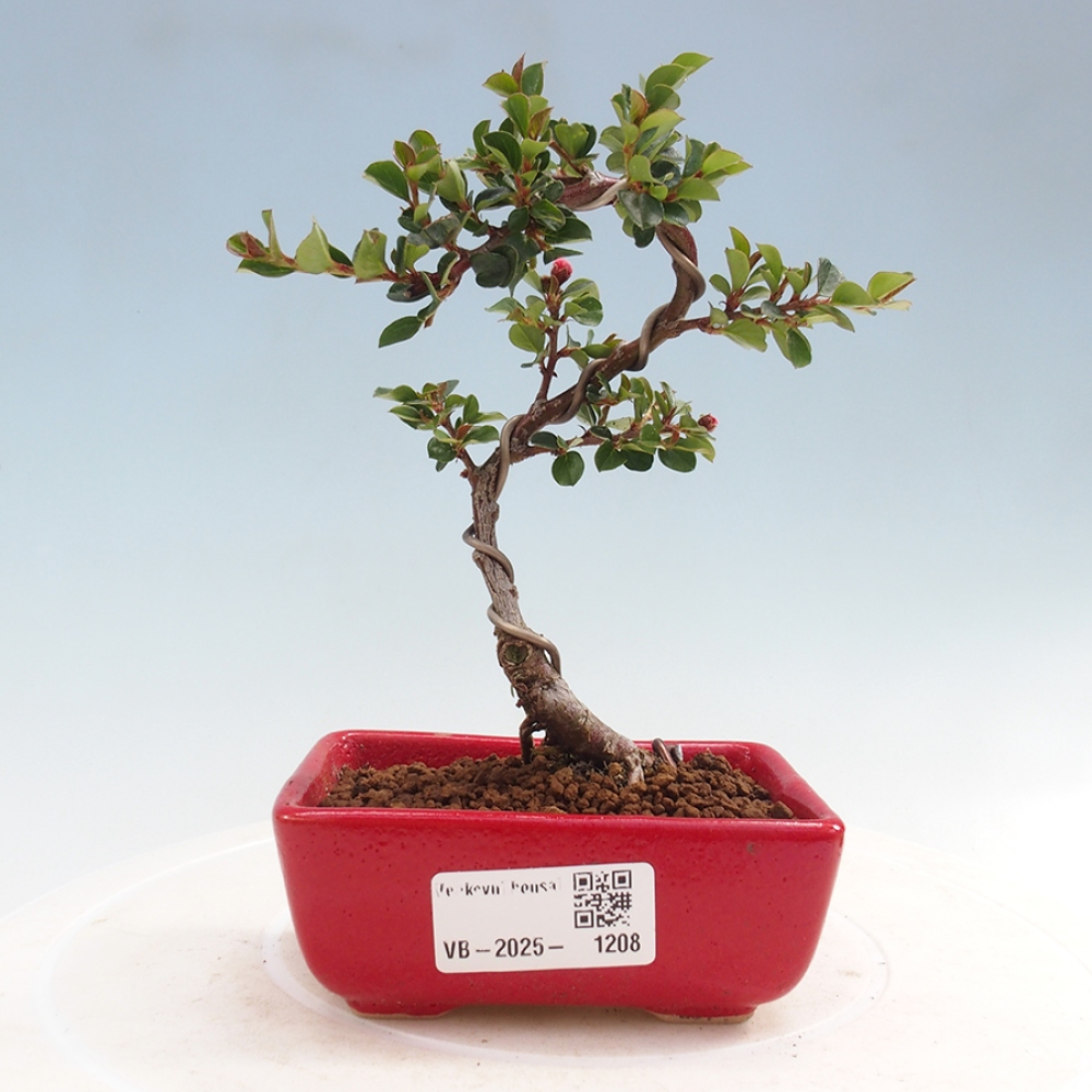 Venkovní bonsai - Cotoneaster horizontalis - Skalník
