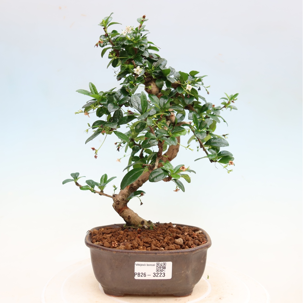 Pokojová bonsai - Carmona macrophylla - Čaj fuki