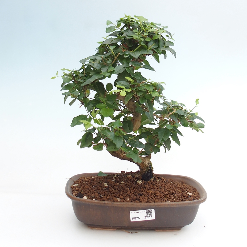 Pokojová bonsai -Ligustrum chinensis - Ptačí zob