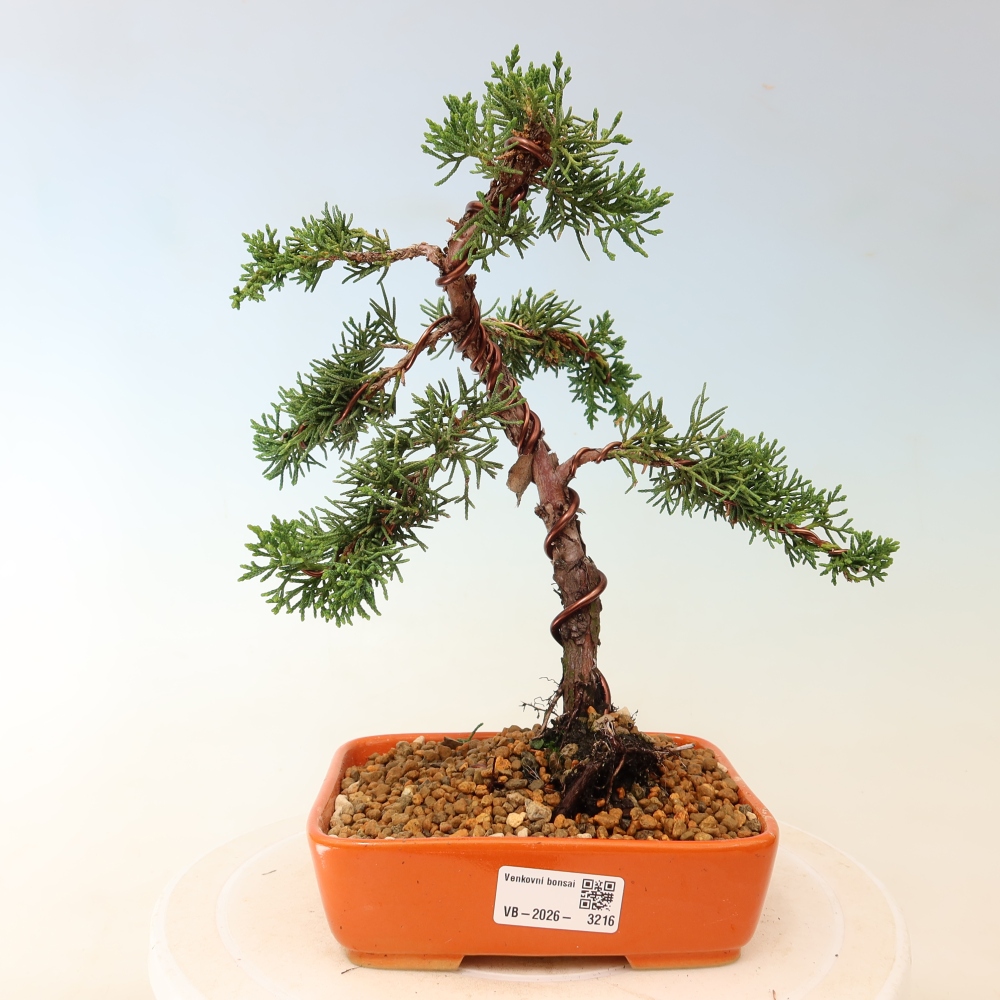 Venkovní bonsai - Juniperus chinensis Kishu -Jalovec čínský