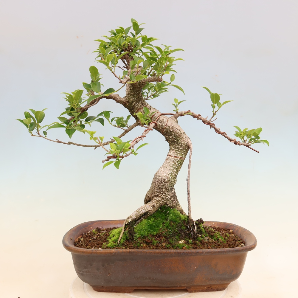 Pokojová bonsai - Ficus kimmen -  malolistý fíkus