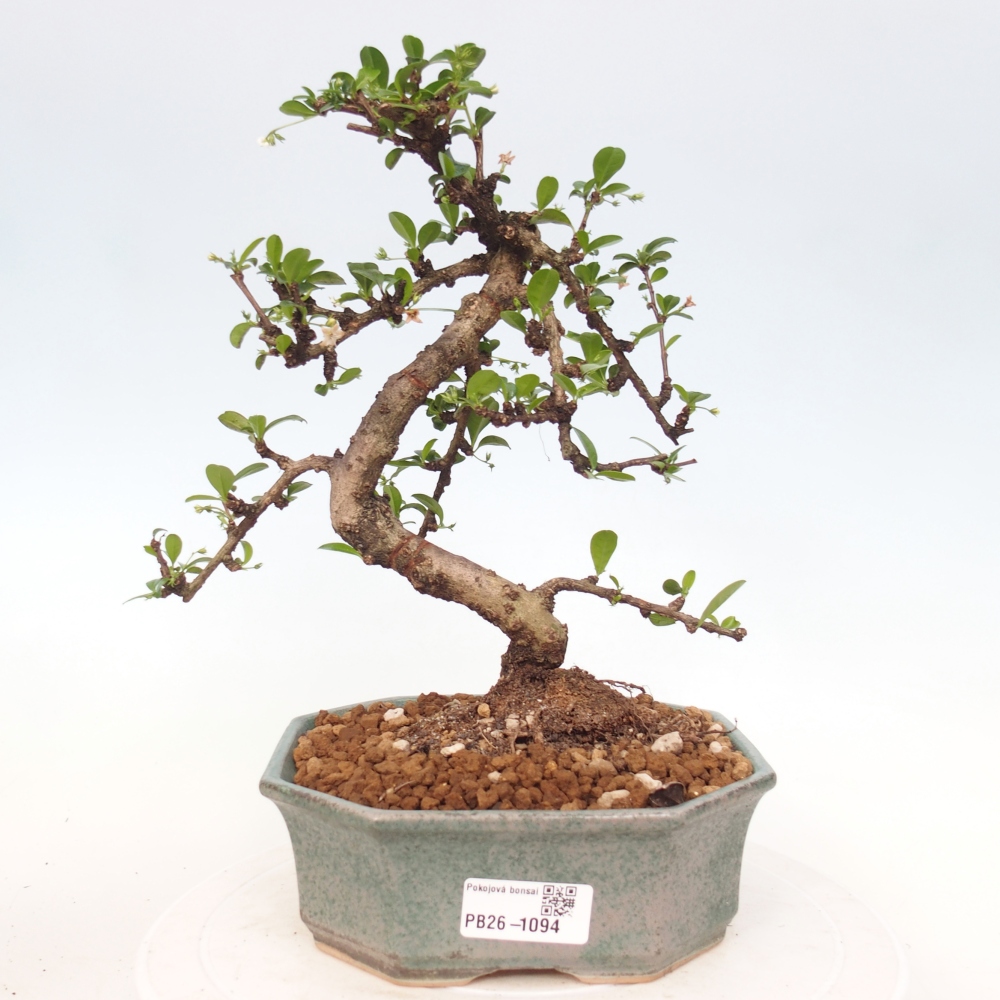 Pokojová bonsai - Carmona macrophylla - Čaj fuki
