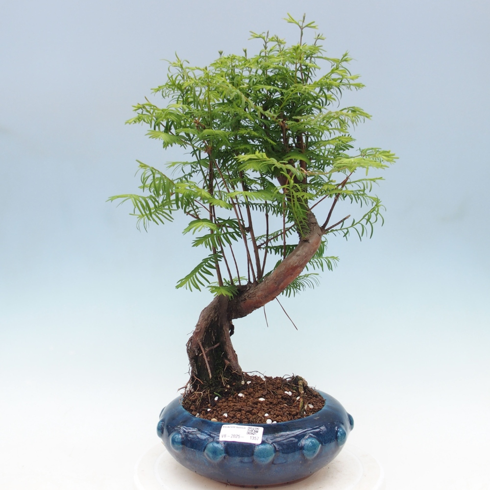 Venkovní bonsai - Metasequoia glyptostroboides - Metasekvoje čínská