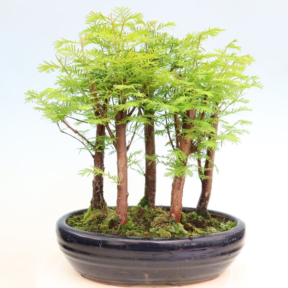 Venkovní bonsai - Metasequoia glyptostroboides - Metasekvoje čínská - lesík