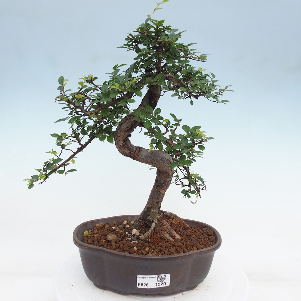 Pokojová bonsai - Ulmus parvifolia - Malolistý jilm