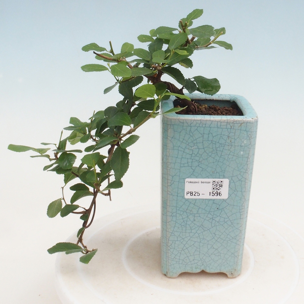 Pokojová bonsai - Grewia occidentalis - Hvězdice levandulová