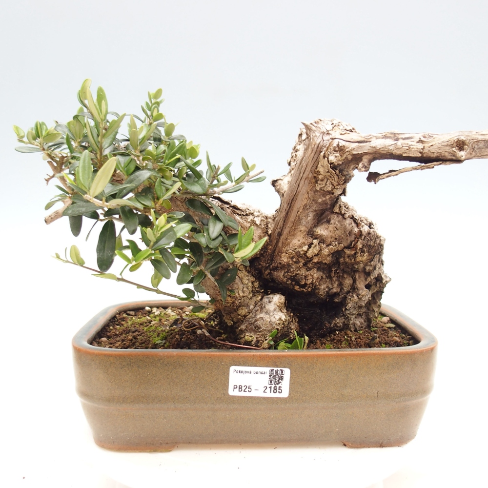 Pokojová bonsai - Olea europaea sylvestris -Oliva evropská drobnolistá