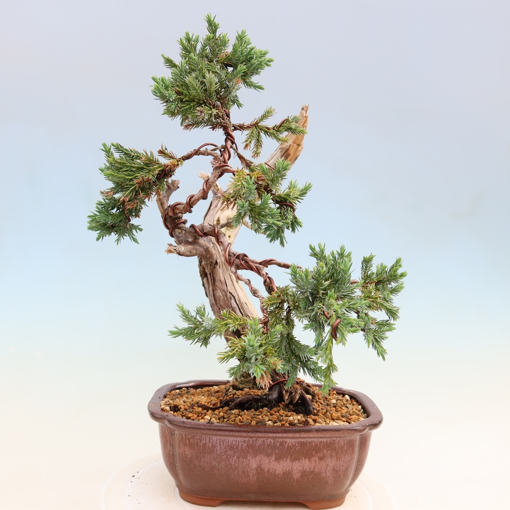 Venkovní bonsai - Juniperus squamata – Jalovec šupinatý