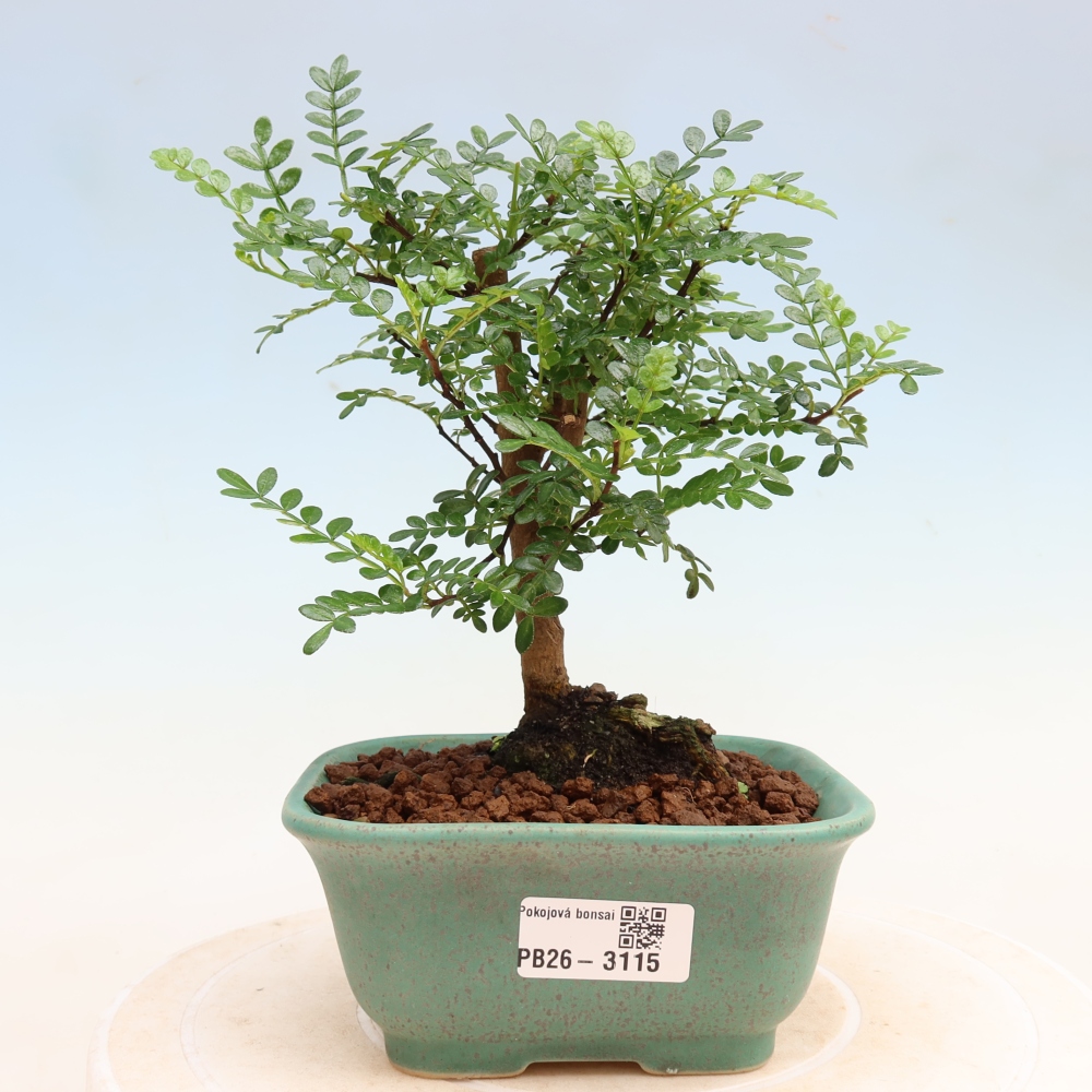 Pokojová bonsai - Zantoxylum piperitum - Pepřovník