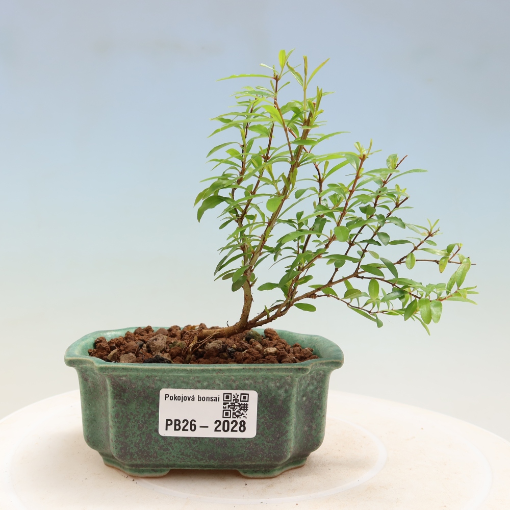 Pokojová bonsai-PUNICA granatum nana-Granátové jablko
