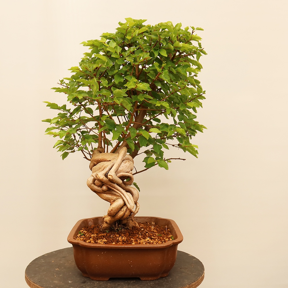 Venkovní bonsai -Carpinus Coreana - Habr korejský