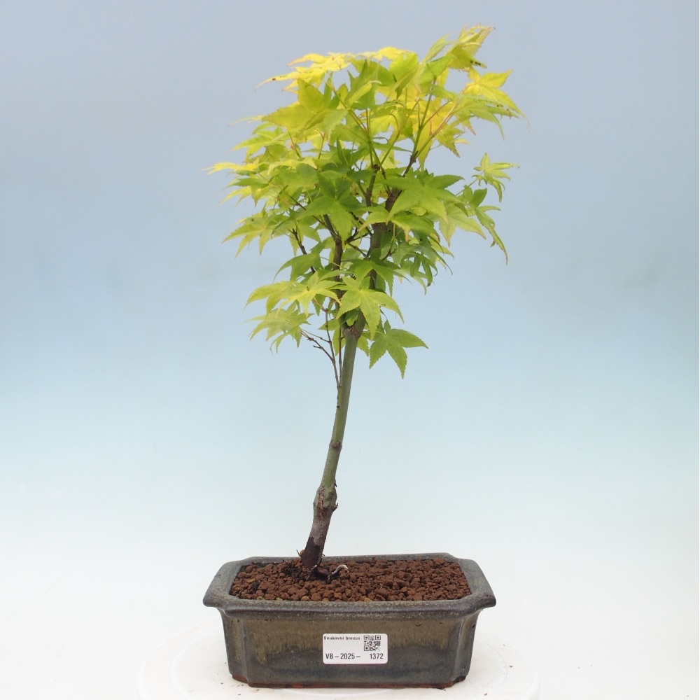 Acer palmatum Aureum - Javor dlanitolistý zlatý