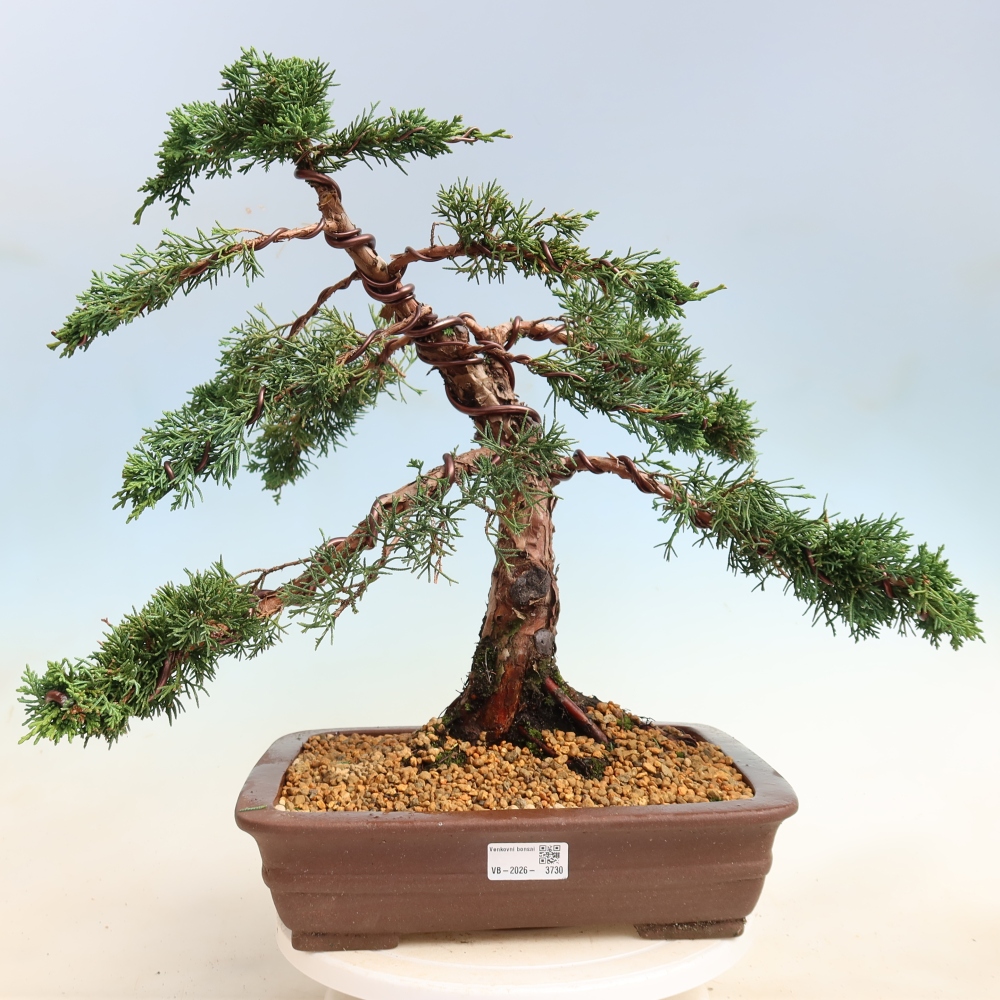 Venkovní bonsai - Juniperus chinensis Kishu -Jalovec čínský