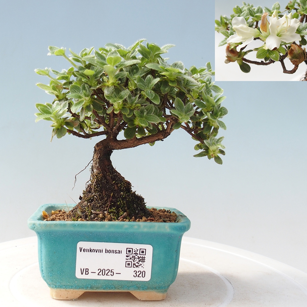 Venkovní bonsai - Rhododendron indicum - Japonská azalka
