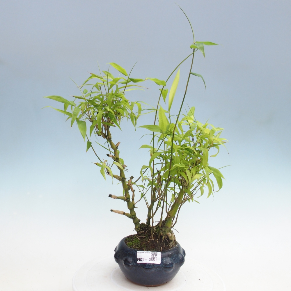 Pokojová bonsai - Bambus budha-Bambus budhovo břicho