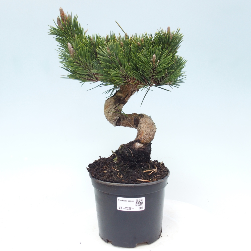 Venkovní bonsai - Pinus thunbergii senjyumaru - Borovice thunbergova